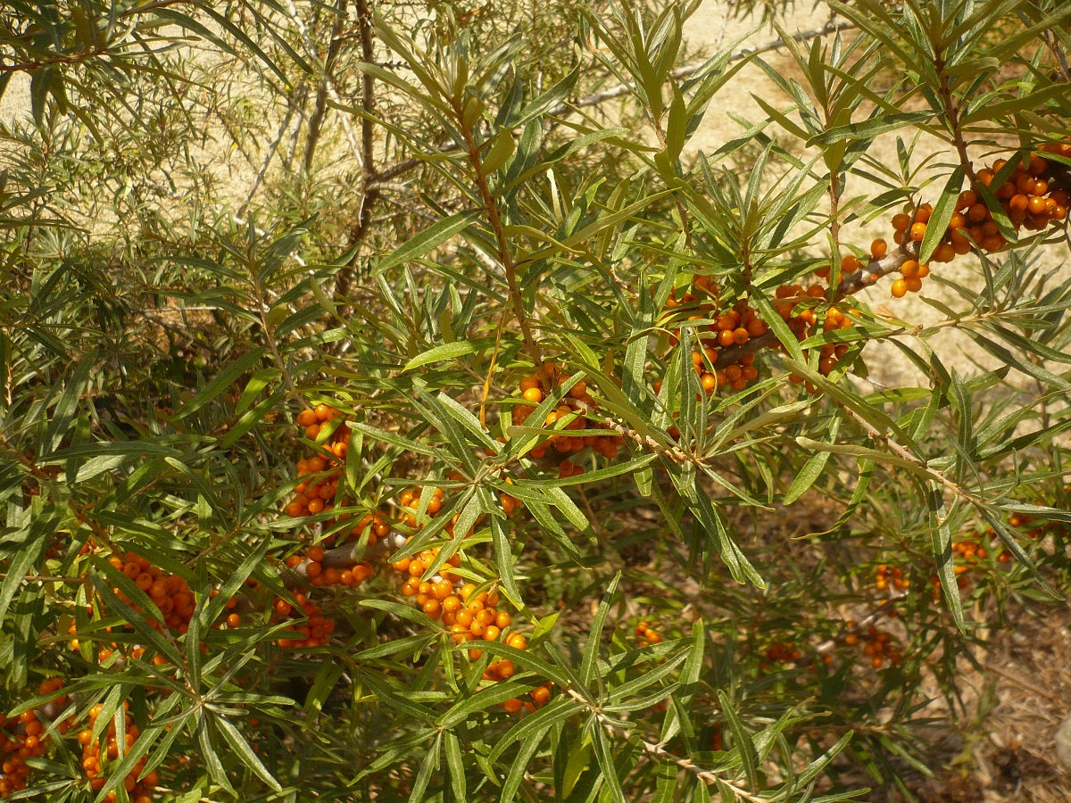 Hippophaë rhamnoides subsp. fluviatilis (Elaeagnaceae)